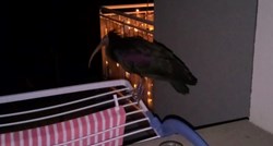 Ćelavi ibis produžio odmor u Hrvatskoj, odletio do Hvara pa se vratio na Brač