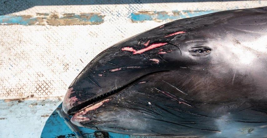 Ribari s Mauricijusa pokušavaju spasiti dupine, umiru nakon izlijevanja nafte