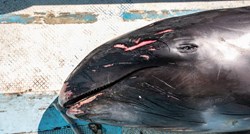 Ribari s Mauricijusa pokušavaju spasiti dupine, umiru nakon izlijevanja nafte