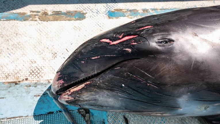 Dupini na Mauricijusu umiru nakon izlijevanja nafte, ribari ih pokušavaju spasiti