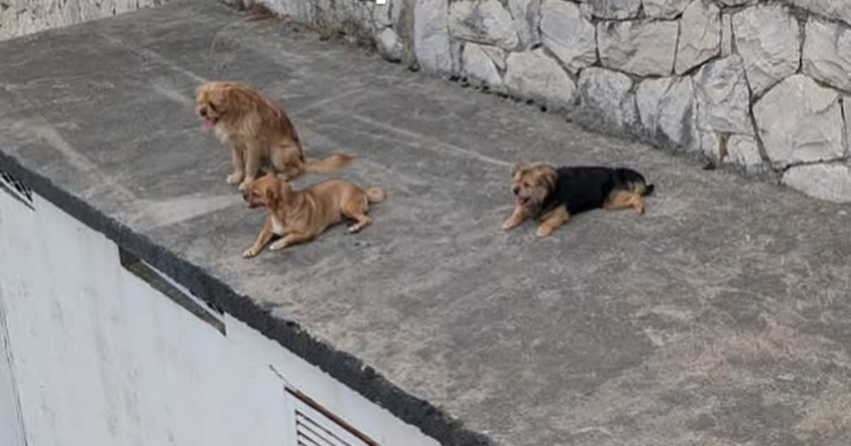 Opatiju i Vicu pronašli su kako lutaju Splitom. Nitko ih nije došao tražiti 😢