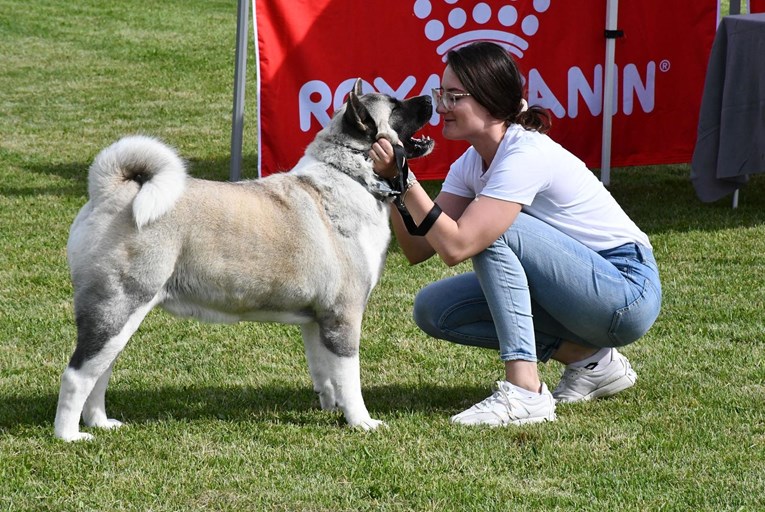 U Slavonskom Brodu održava se nacionalna izložba pasa