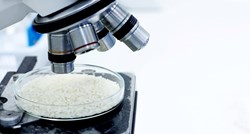 Goveđa riža: Korejski znanstvenici predstavili su rižu križanu s govedinom