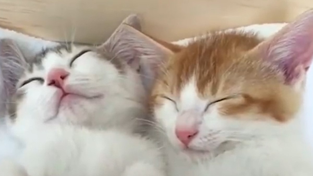 Ovako slatko uživanje u spavanju niste dugo vidjeli