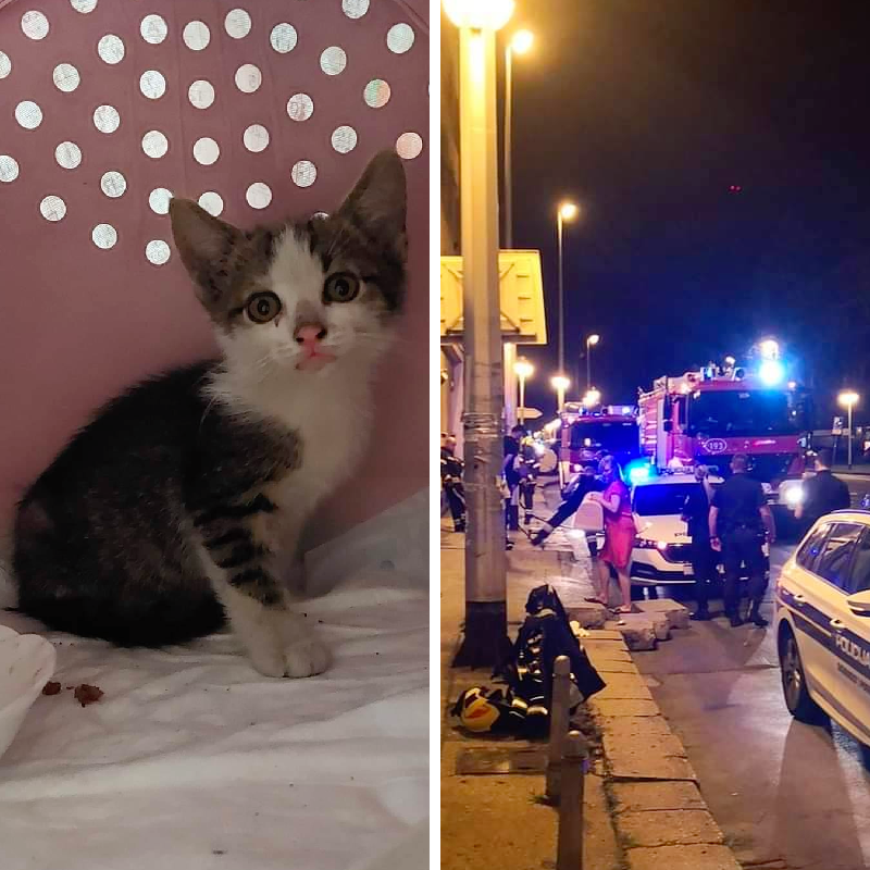 Mačića u Zagrebu jučer su cijeli dan spašavali vatrogasci i policajci. Uspjeli su