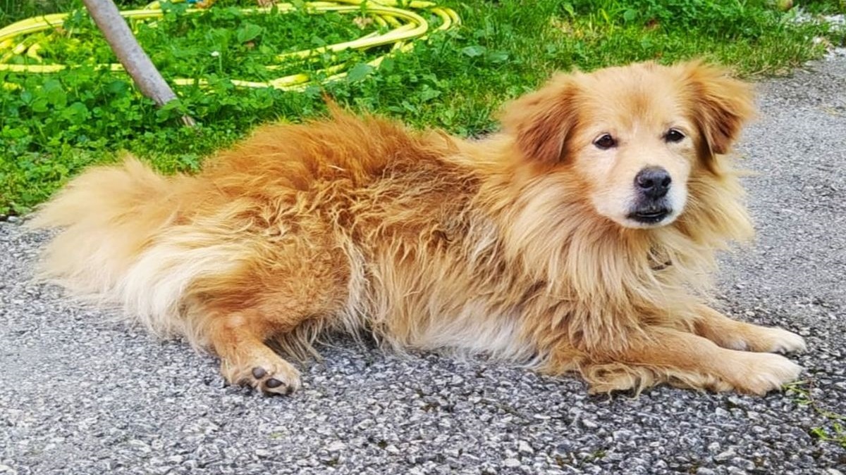 Pravi misterij: Kako je psić Zigy stigao iz Varaždina u Zagreb?