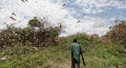 VIDEO Strašna najezda skakavaca u Africi, pogledajte koliki su