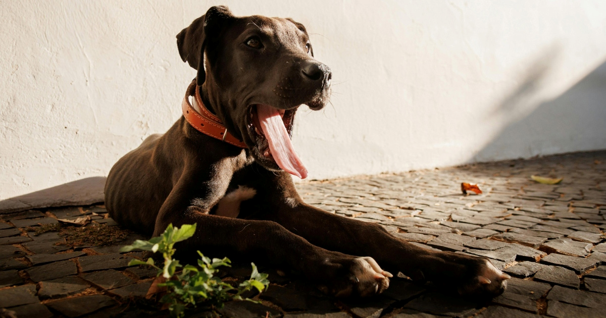 Zašto psi često zijevaju, a da nije zbog umora? Odgovori bi vas mogli iznenaditi