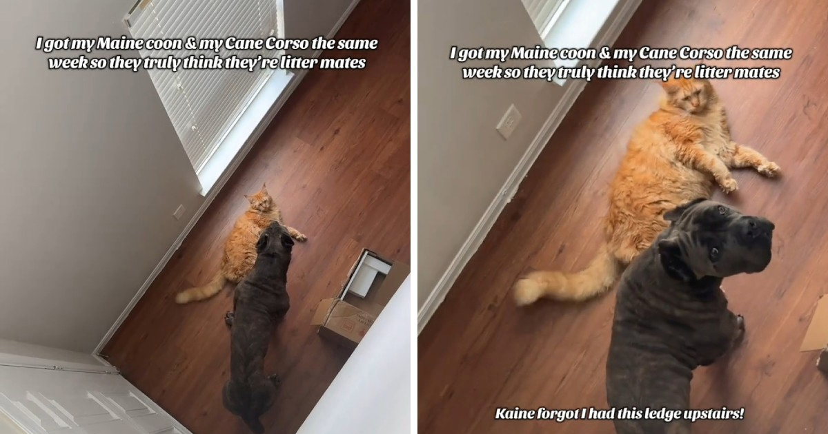 Cane Corso i Maine Coon mačak odrastali su zajedno, sada su nerazdvojni