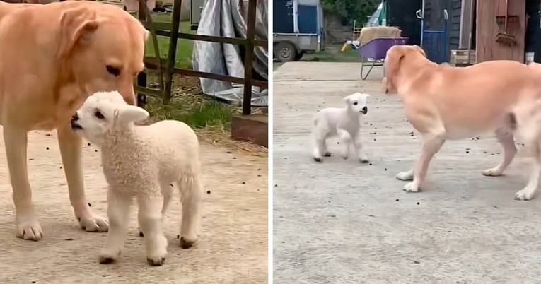 Labrador postao najbolji prijatelj odbačenom janjetu, priča je ganula mnoge