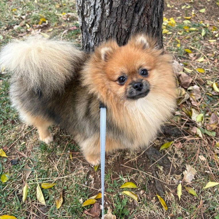 Kod Primoštena nestao pomeranac Sony, prepao se zvukova s gradilišta