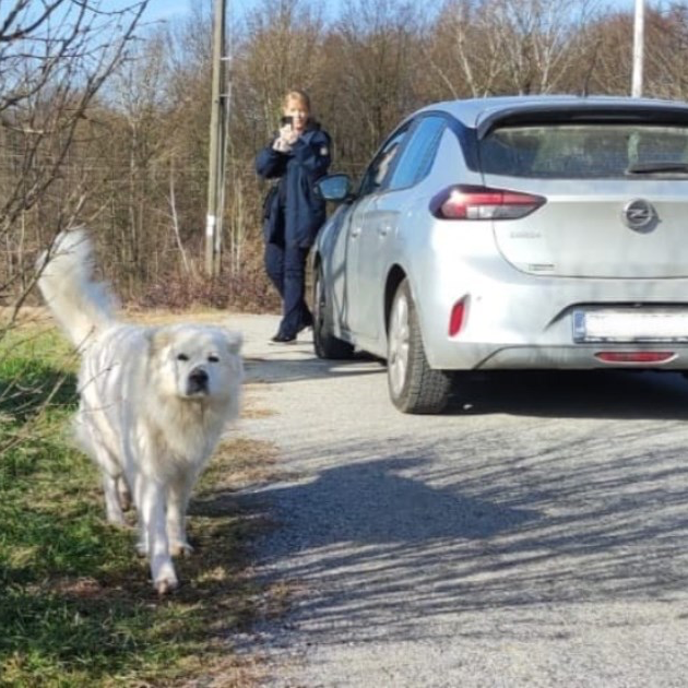Komunalni redari u Zagrebu dijelili prekršajne naloge neodgovornim vlasnicima pasa
