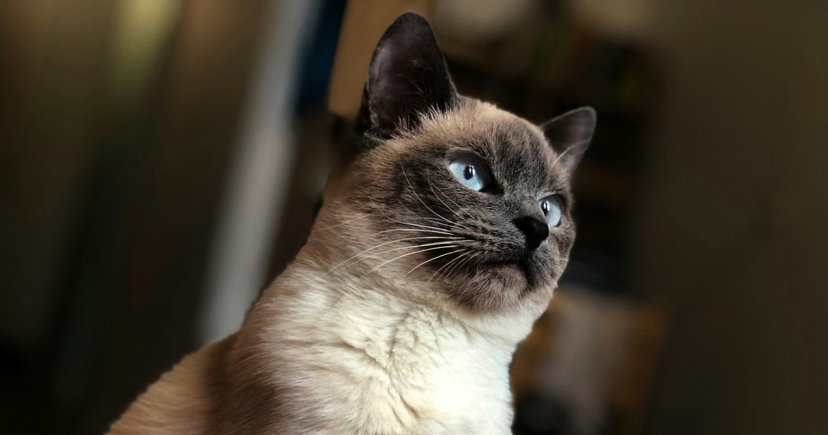 Sedam pasmina mačaka koje su najbolji izbor za noćne ptice, prema veterinarima