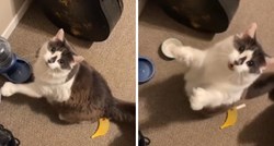 VIDEO Ova maca je baš ljuta jer joj je posuda za hranu prazna