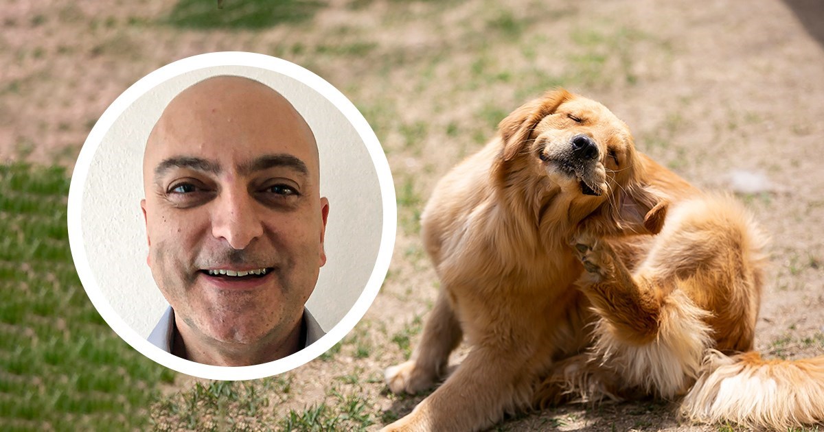 Stručnjak upozorava na nametnike: Ovako možete zaštititi pse i mačke