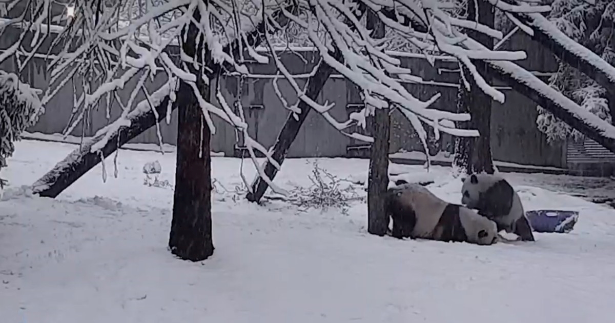 VIDEO U američkom zoološkom vrtu pao snijeg, reakcija životinja je prekrasna