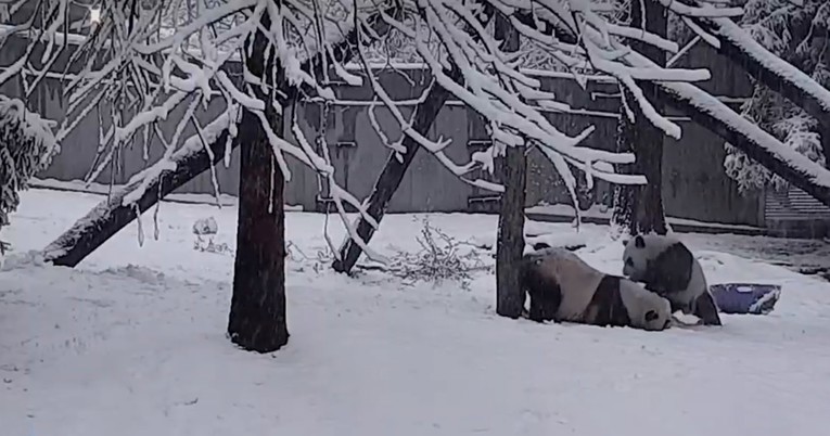 VIDEO U američkom zoološkom vrtu pao snijeg, reakcija životinja je prekrasna