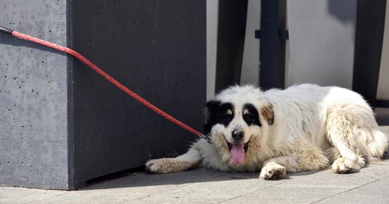 Ljubimci teško podnose vrućine. Ovo su ključni savjeti veterinara