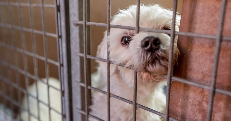 U nedjelju kupnjom šalica možete pomoći napuštenim njuškicama iz Dumovca