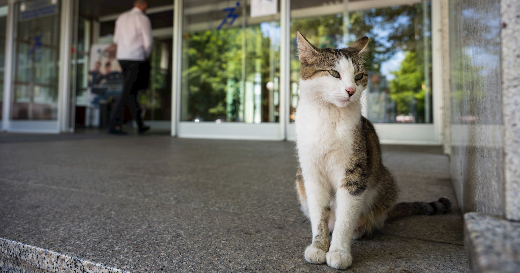 Domar zagrebačkog fakulteta je umro, no na ulazu svakog dana čeka maca koju je hranio
