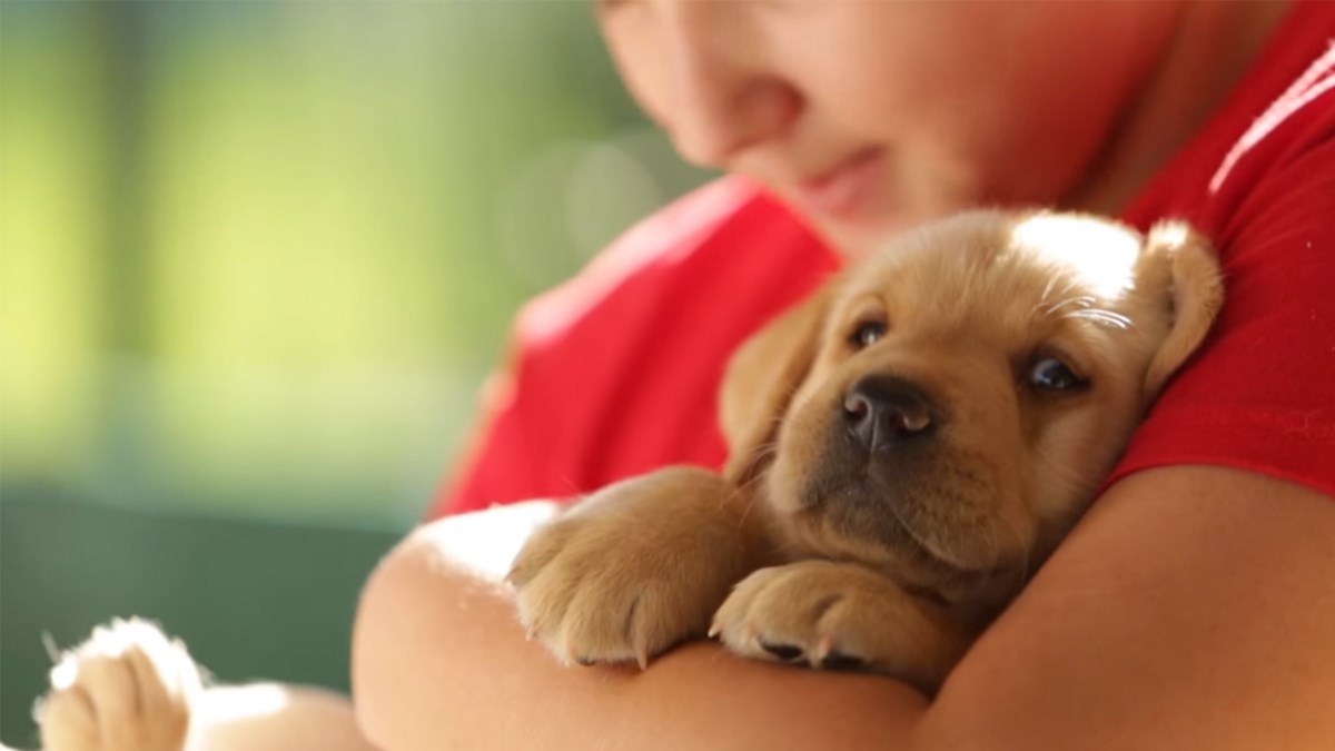 Pogledajte preslatke štence labradora koji će postati pravi pomagači