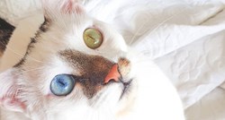 Upoznajte Bowieja, mačka koji je internet šarmirao svojim posebnim očima