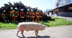 Tisuće životinja stradale u požaru na njemačkoj farmi svinja