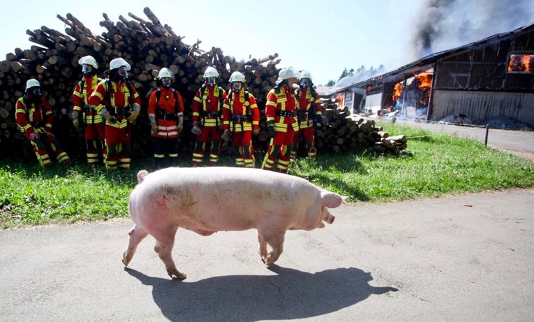 Požar zahvatio farmu svinja u Njemačkoj. Stradale tisuće životinja