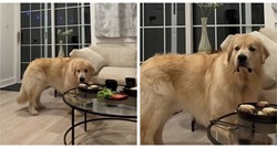 Vlasnica je ispred psa stavila njegovu omiljenu večeru, pogledajte kako je reagirao