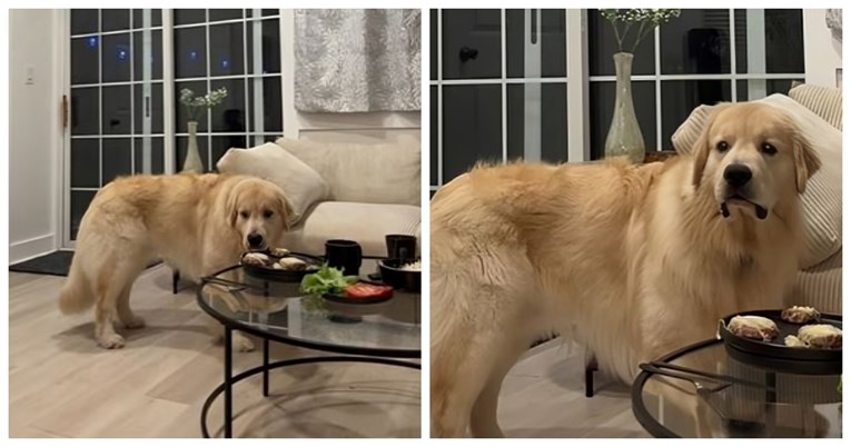 Vlasnica je ispred psa stavila njegovu omiljenu večeru, pogledajte kako je reagirao