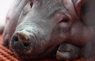 Umro pacijent kojemu je prvi put u svijetu presađen svinjski bubreg
