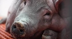 Prvi put čovjeku transplantiran bubreg genetski modificirane svinje