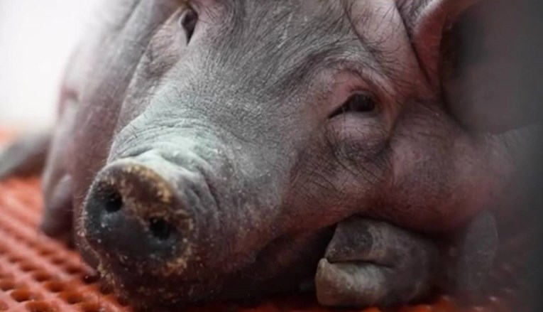 Prvi put čovjeku transplantiran bubreg svinje: "Najljepši bubreg koji sam vidio"