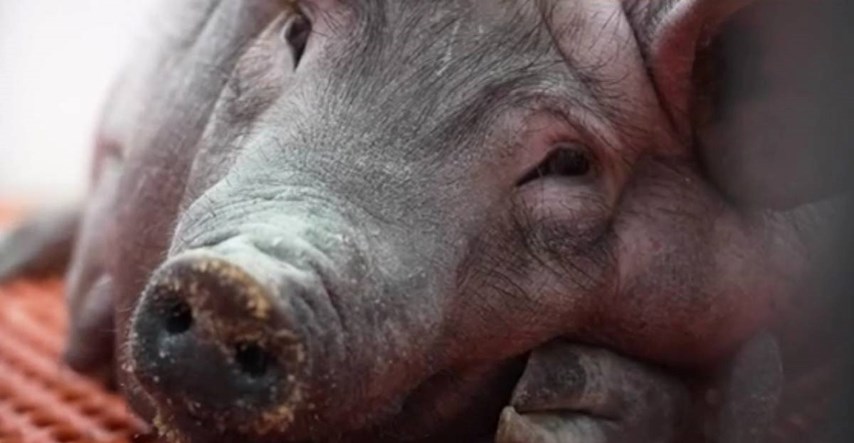 Prvi put čovjeku transplantiran bubreg genetski modificirane svinje