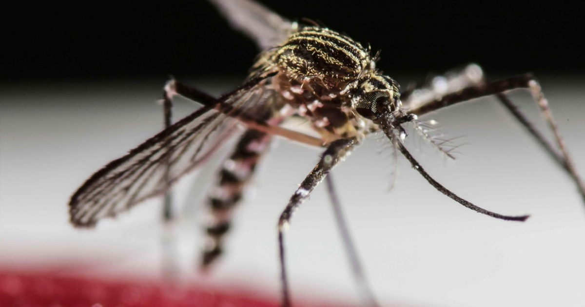 Virus Zapadnog Nila širi se Europom. U Nizozemskoj troje mrtvih