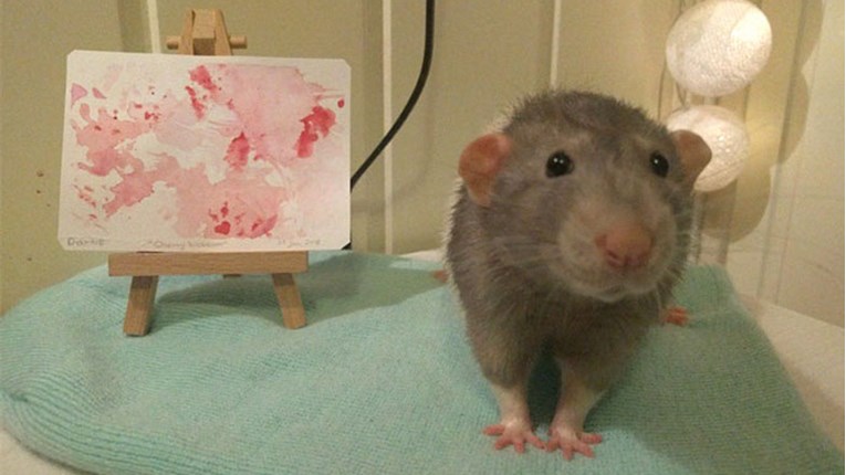 Upoznajte Dariusa, štakora koji je pravi umjetnik i koji će vam uljepšati dan