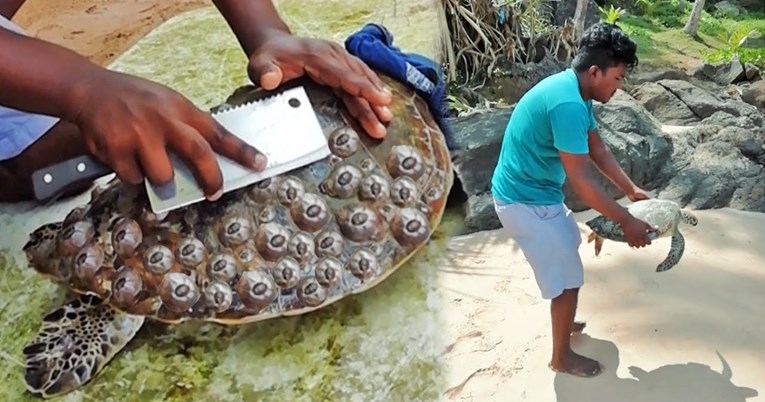 Muškarac spašava morske kornjače od patnje i vraća ih u more