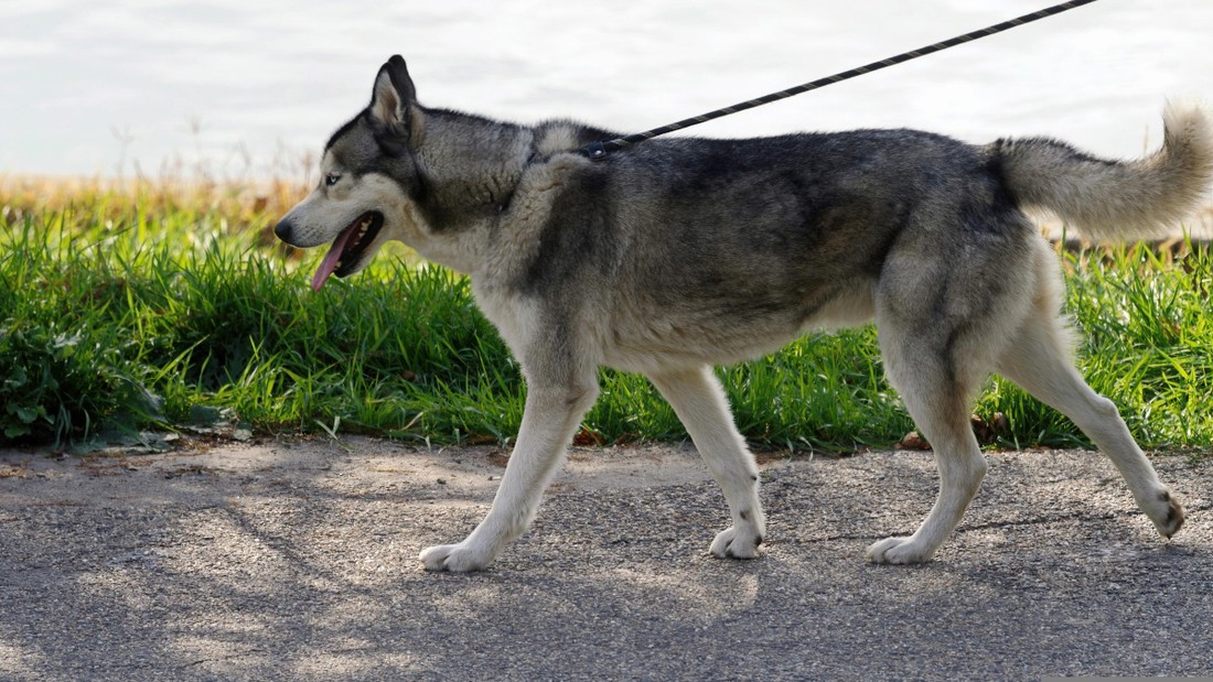 Veterinarka izdvojila pet pasa koje nikada ne bi odabrala za ljubimca