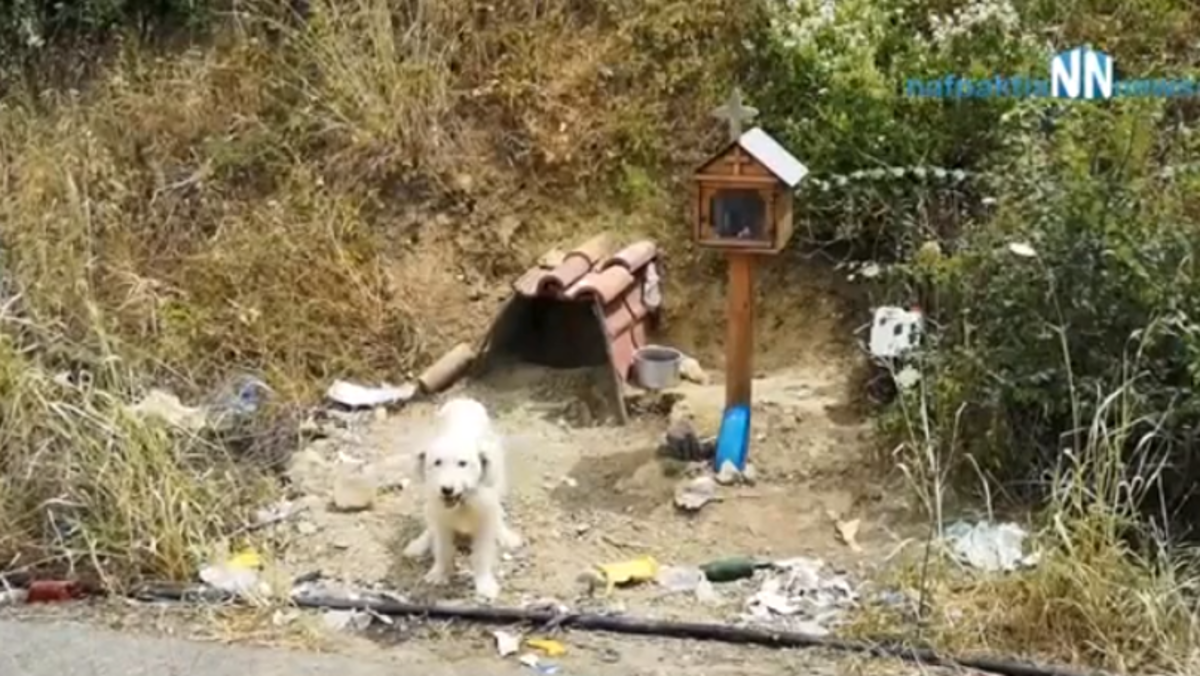 Pas ne želi otići s mjesta na kojem mu je poginuo vlasnik prije godinu i pol