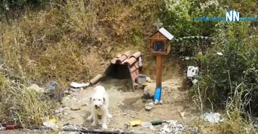 Pas ne želi otići s mjesta na kojem mu je poginuo vlasnik prije godinu i pol