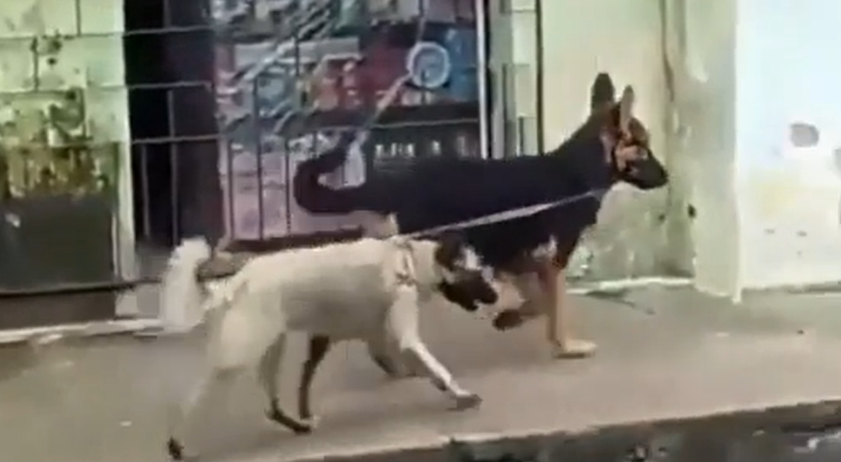 Video psa koji vodi drugog psa u šetnju najzabavnija je stvar koju ćete danas vidjeti