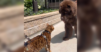 Mačka i pas se susreli na ulici pa svima održali lekciju o sklapanju prijateljstva