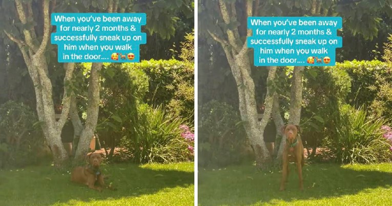 Pogledajte reakciju psa koji je nakon gotovo dva mjeseca ugledao svoju vlasnicu
