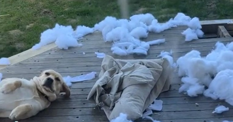 Pas nasmijao internet svojom reakcijom nakon što je uništio deseti krevet