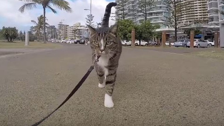 Na ovaj jednostavni način naučit ćete mačku da šeće na povodcu