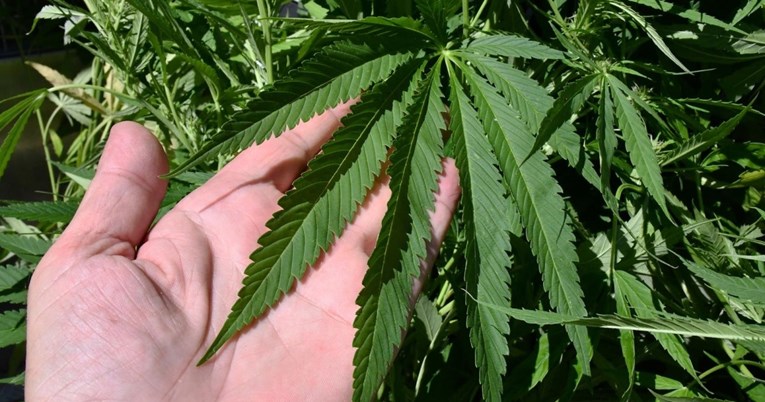 Kriminalist: Legalna marihuana bi mogla dovesti do problema kao sa švercom duhana