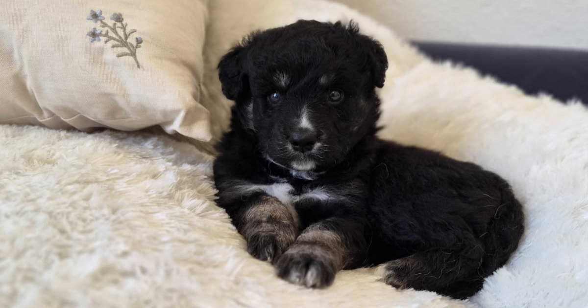 Pet štenaca pronađeno je kraj groblja u Biogradu na Moru. Sada traže novi dom