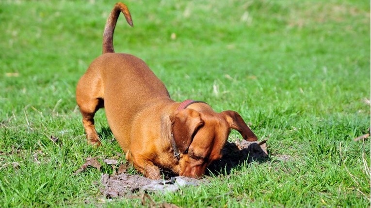Pet razloga zbog kojih psi obožavaju kopati rupe u zemlji