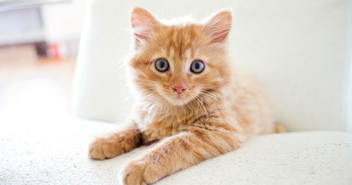 Zašto vas mačka gleda dok spavate? Postoji nekoliko razloga