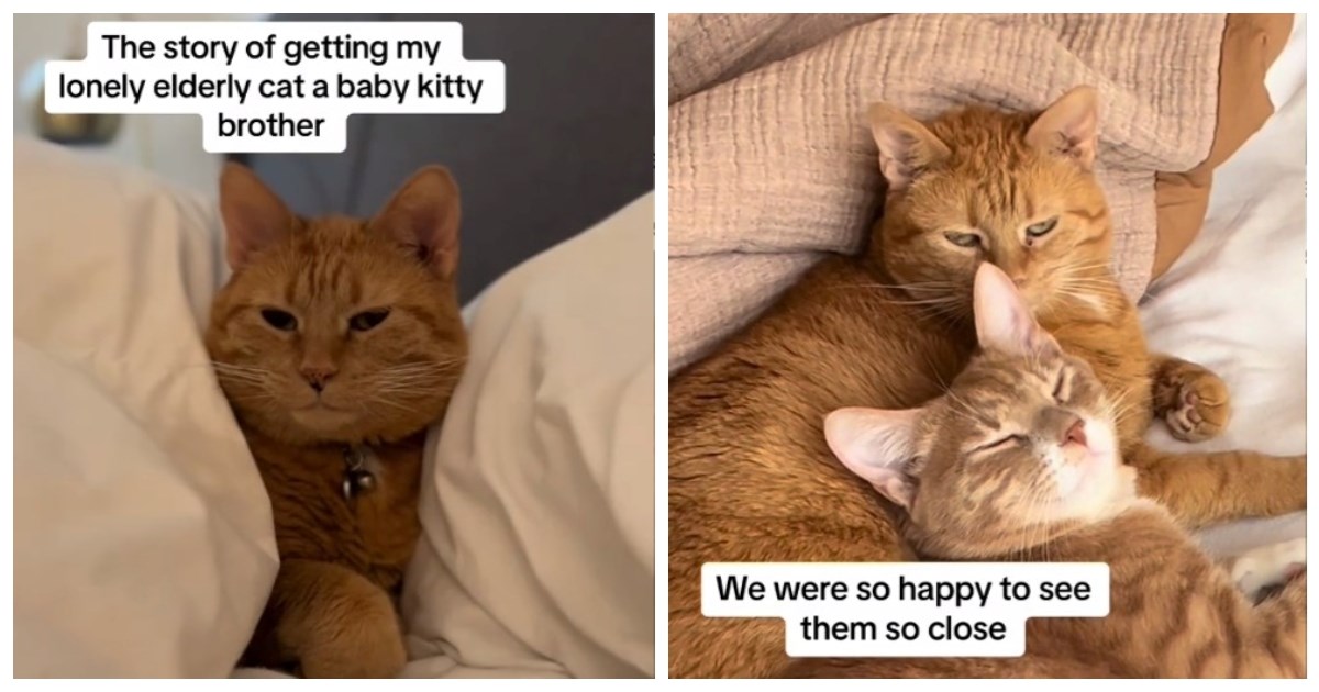 Usamljena mačka dobila je mačića, pogledajte kako je reagirala